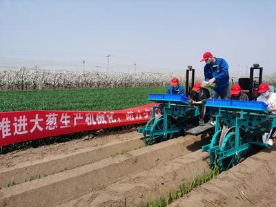“云上”农机地头展举办 青岛科技赋能助力蔬菜生产全程机械化